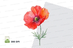 Vibrant red poppy flower clipart png Product Image 1