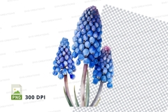 Blue muscari flowers Product Image 1