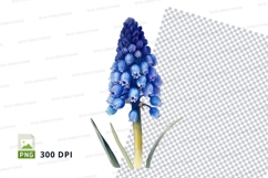 Blue grape hyacinth clipart png Product Image 1