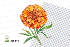 Orange marigold flower clipart png Product Image 1
