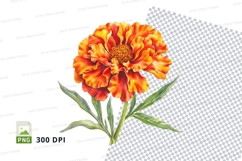Orange marigold flower clipart png Product Image 1