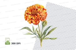 Orange marigold flower clipart png Product Image 1
