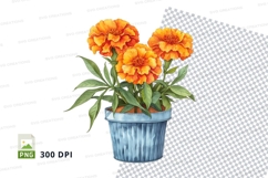 Vibrant marigolds in a blue pot Product Image 1