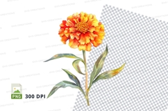 Vibrant marigold flower clipart png Product Image 1