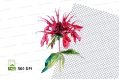 Vibrant red flower clipart png Product Image 1