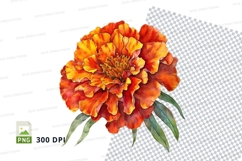 Vibrant orange marigold flower clipart png Product Image 1