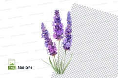 Purple lavender flowers clipart png Product Image 1