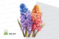 Colorful hyacinth flowers clipart png Product Image 1