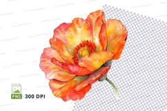 Vibrant orange poppy flower Product Image 1