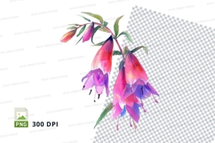 Watercolor fuchsia flowers clipart png Product Image 1