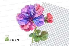 Colorful geranium flowers clipart png Product Image 1