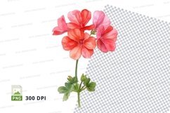Vibrant geranium flowers clipart png Product Image 1