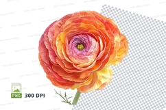 Vibrant ranunculus flower clipart png Product Image 1