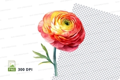Vibrant ranunculus flower clipart png Product Image 1