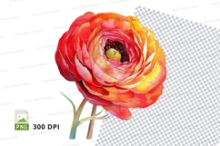 Vibrant ranunculus flower clipart png Product Image 1