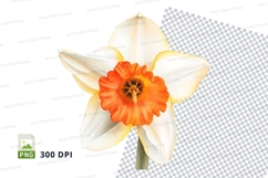 Vibrant daffodil clipart png Product Image 1