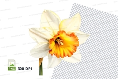 White and orange daffodil clipart png Product Image 1