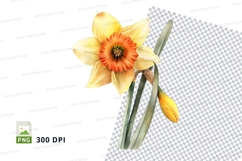 Yellow daffodil with orange center clipart png Product Image 1