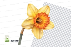 Vibrant daffodil clipart png Product Image 1