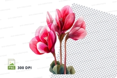 Pink cyclamen flowers clipart png Product Image 1
