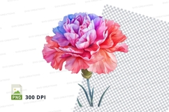 Beautiful carnation flower clipart png Product Image 1