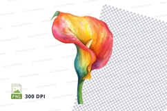Vibrant rainbow calla lily Product Image 1