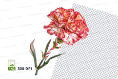 Vibrant red and white carnation clipart png Product Image 1