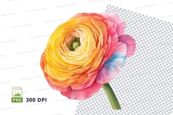 Colorful ranunculus flower clipart png Product Image 1