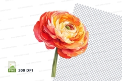 Vibrant ranunculus flower clipart png Product Image 1