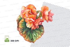 Vibrant orange begonia flowers Product Image 1