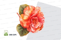 Vibrant orange begonia flower clipart png Product Image 1