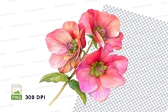 Pink hellebore flowers clipart png Product Image 1