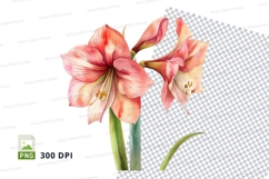 Delicate pink amaryllis clipart png Product Image 1