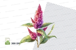Vibrant celosia flower clipart png Product Image 1