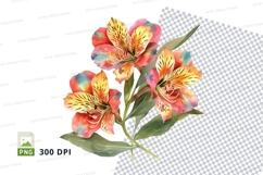Vibrant alstroemeria flowers clipart png Product Image 1