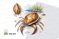 Seaside crab illustration Product Image 1