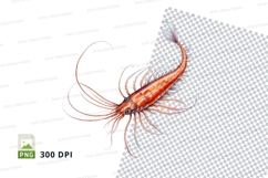 Illustrated shrimp Product Image 1