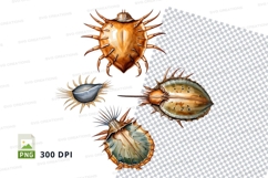Collection of marine invertebrates Product Image 1