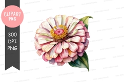 Delicate pink zinnia flower clipart png Product Image 1