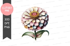 Pastel zinnia flower clipart png Product Image 1