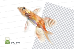 Orange clownfish clipart png Product Image 1