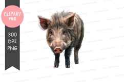 Cute piglet clipart png Product Image 1