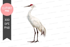 Graceful crane clipart png Product Image 1