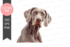 Portrait of a weimaraner dog Product Image 1