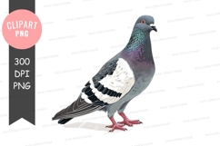 Pigeon clipart png Product Image 1