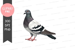 Pigeon clipart png Product Image 1