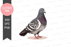 Pigeon clipart png Product Image 1