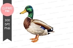Mallard duck clipart png Product Image 1