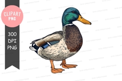 Duck clipart png Product Image 1