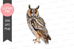 Majestic long-eared owl clipart png Product Image 1
